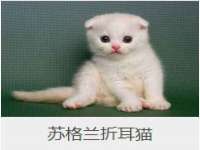 云霄县巧兰百货店