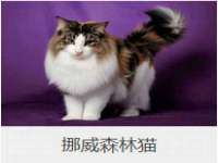 云霄县巧兰百货店