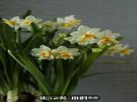 云霄县巧兰百货店