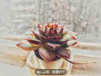 云霄县巧兰百货店