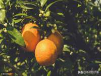 云霄县巧兰百货店