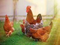 云霄县巧兰百货店